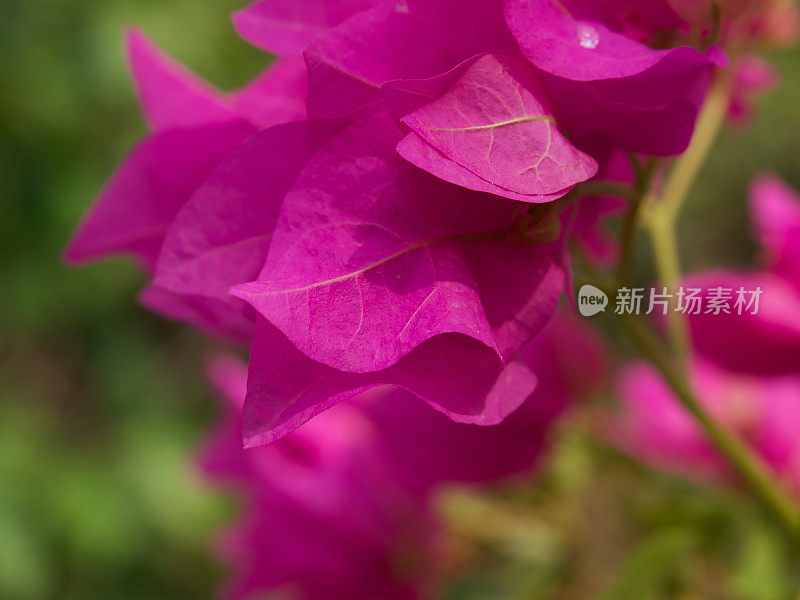 印度植物花/苞片-九重葛